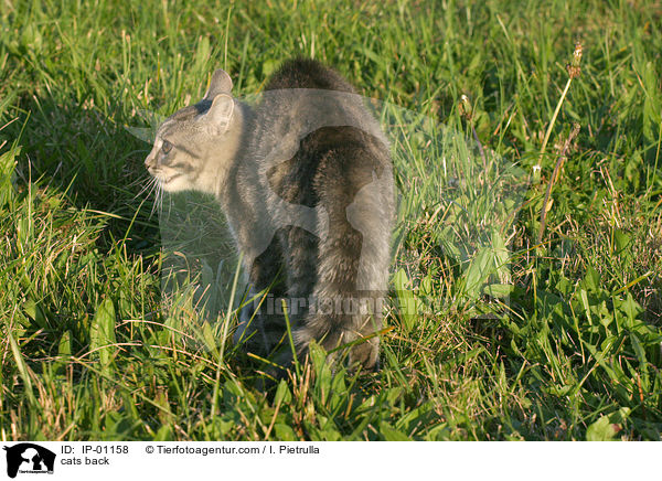 Katzenbuckel / cats back / IP-01158