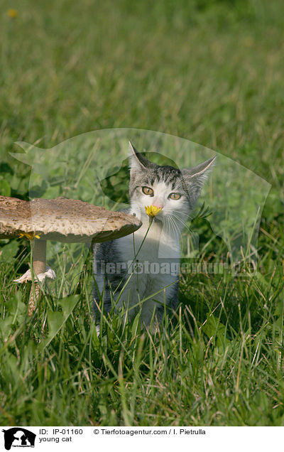 junge Katze / young cat / IP-01160