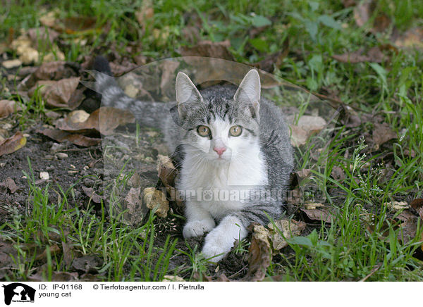 junge Katze / young cat / IP-01168