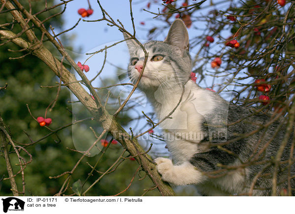 Katze auf dem Baum / cat on a tree / IP-01171