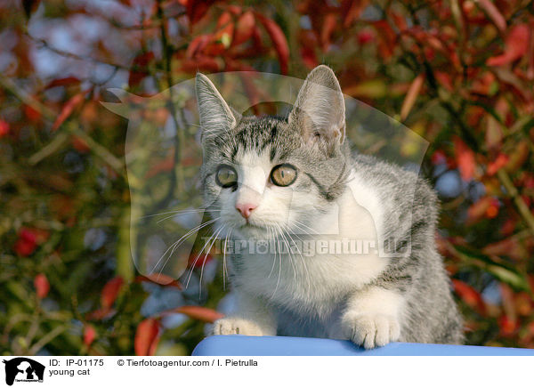 junge Katze / young cat / IP-01175