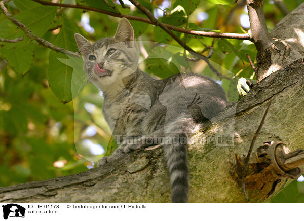 Katze auf dem Baum / cat on a tree / IP-01178