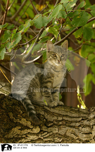 Katze auf dem Baum / cat on a tree / IP-01179