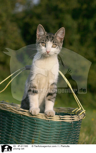 junge Katze / young cat / IP-01180