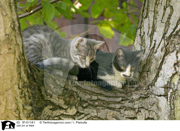 Katze auf dem Baum / cat on a tree / IP-01181