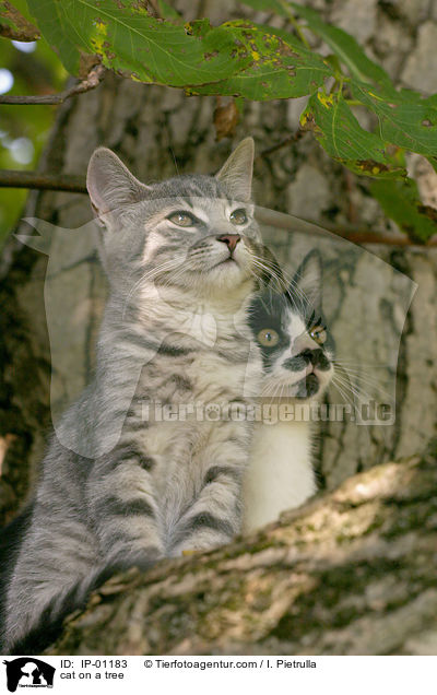 Katze auf dem Baum / cat on a tree / IP-01183