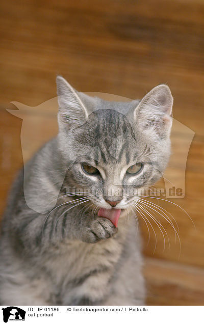 Katze im Portrait / cat portrait / IP-01186