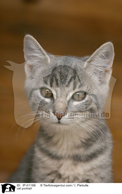 Katze im Portrait / cat portrait / IP-01188
