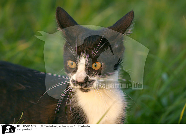 Katze im Portrait / cat portrait / IP-01189