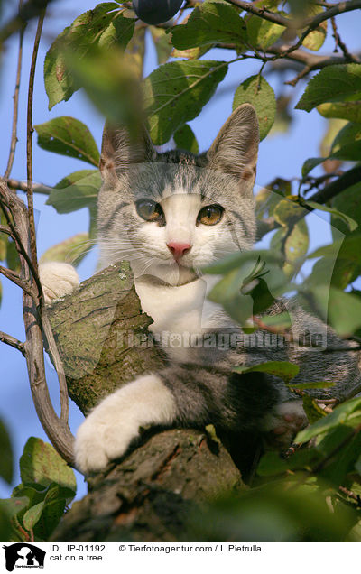 Katze auf dem Baum / cat on a tree / IP-01192