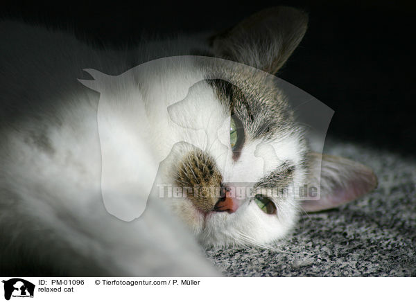 Katze beim Entspannen / relaxed cat / PM-01096