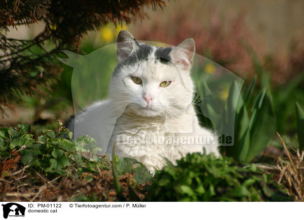 Hauskatze / domestic cat / PM-01122
