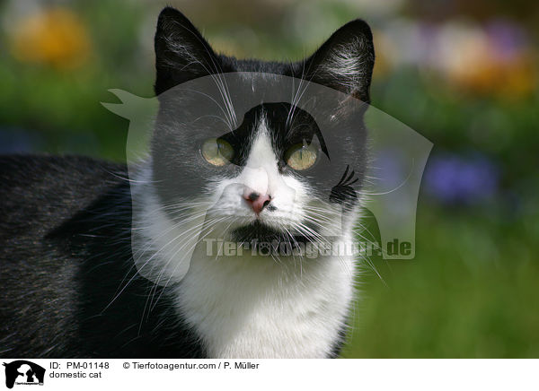 Hauskatze / domestic cat / PM-01148