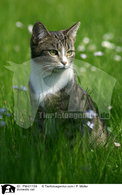 Hauskatze / domestic cat / PM-01159