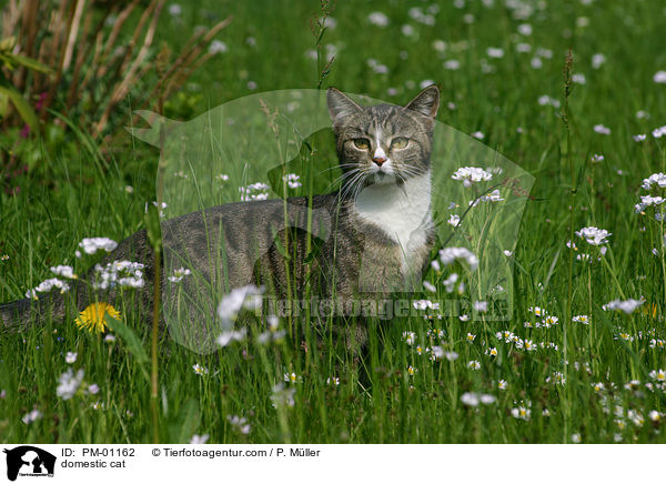 Hauskatze / domestic cat / PM-01162