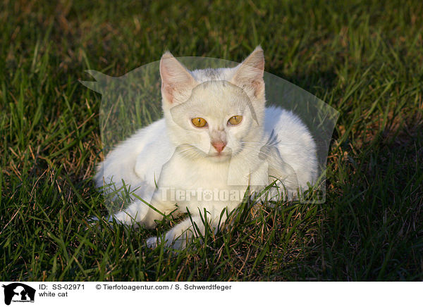 weie Katze / white cat / SS-02971