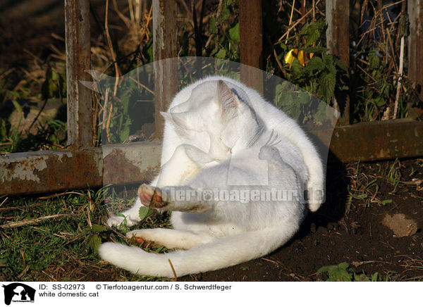 Hauskatze / white domestic cat / SS-02973