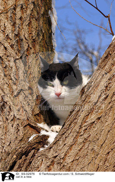 Katze auf dem Baum / cat in a tree / SS-02976