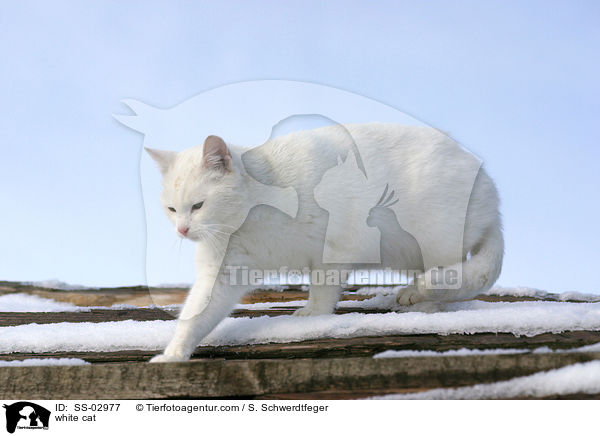 weie Katze / white cat / SS-02977