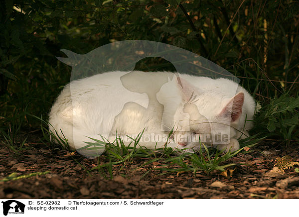 schlafende Hauskatze / sleeping domestic cat / SS-02982