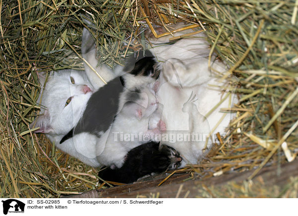 Katzenmutter mit Kindern / mother with kitten / SS-02985