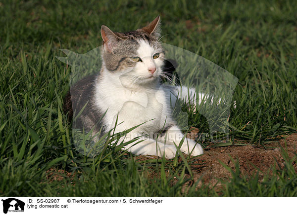 liegende Hauskatze / lying domestic cat / SS-02987