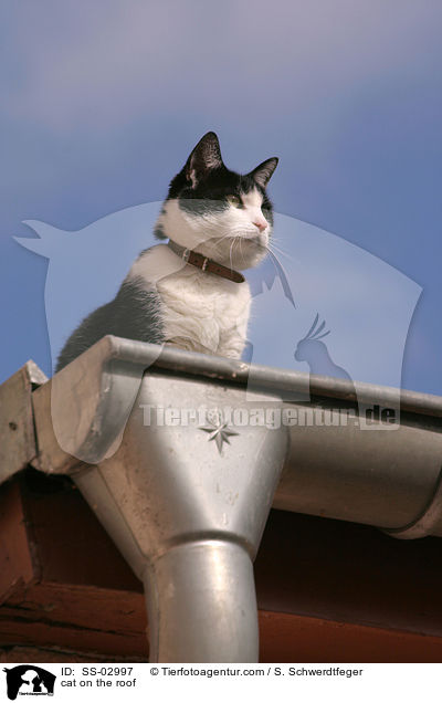 Katze auf dem Dach / cat on the roof / SS-02997