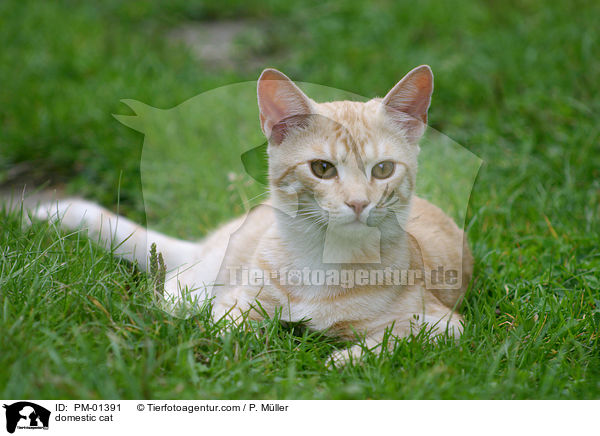 Hauskatze / domestic cat / PM-01391