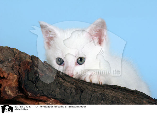 weies Ktzchen / white kitten / SS-03287