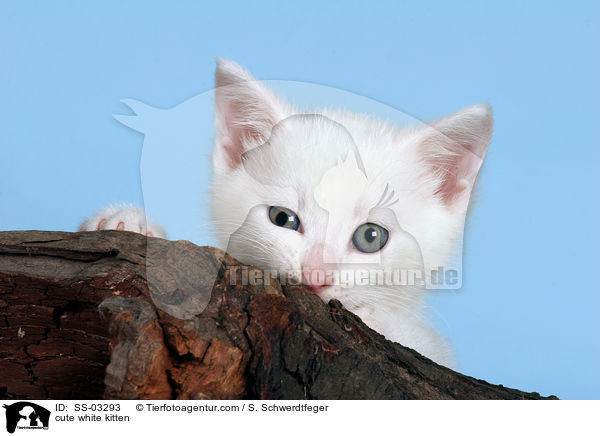 ses weies Ktzchen / cute white kitten / SS-03293