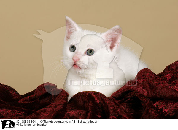 weies Ktzchen auf Decke / white kitten on blanket / SS-03294