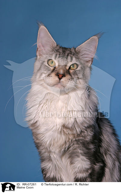 Maine Coon / Maine Coon / RR-07261