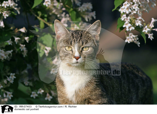 Katze im Portrait / domestic cat portrait / RR-07403