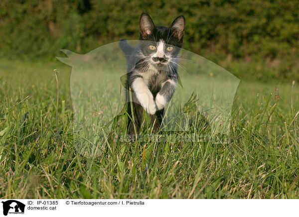 Hauskatze / domestic cat / IP-01385