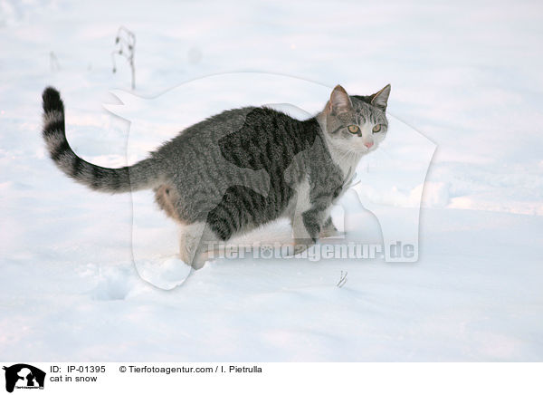 Katze im Schnee / cat in snow / IP-01395