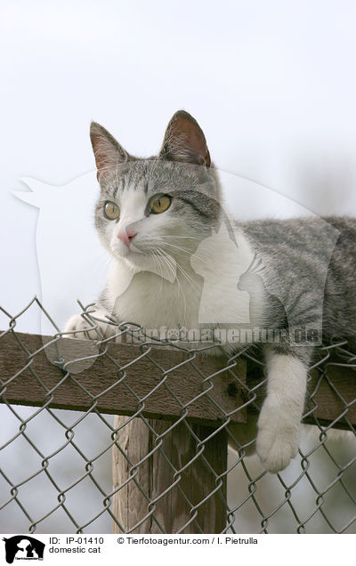 Hauskatze / domestic cat / IP-01410