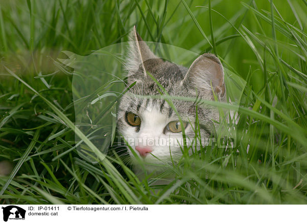 Hauskatze / domestic cat / IP-01411