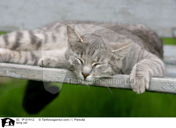 lying cat / IP-01412