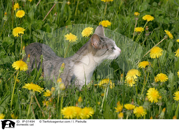 Katze / domestic cat / IP-01494