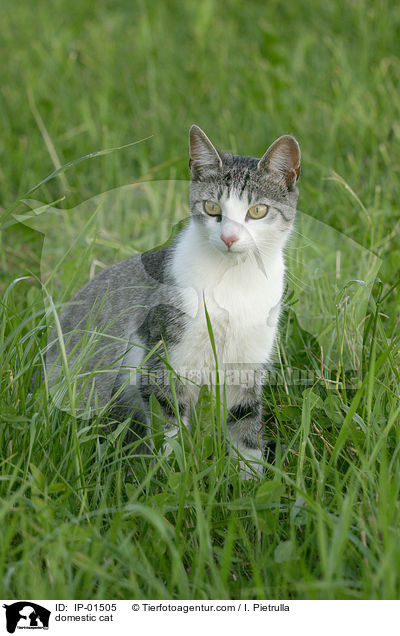 Katze / domestic cat / IP-01505