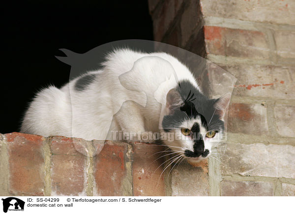 Hauskatze auf Mauer / domestic cat on wall / SS-04299