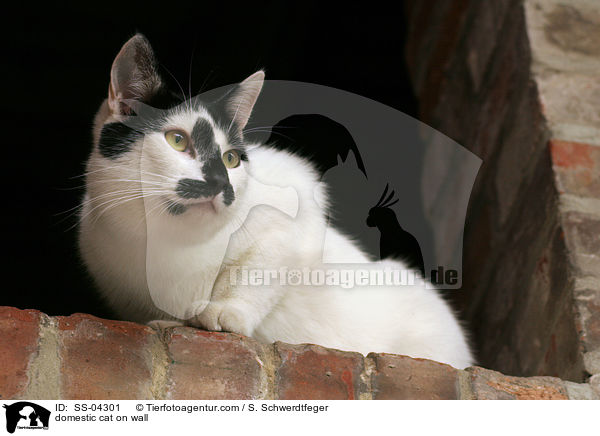 Hauskatze auf Mauer / domestic cat on wall / SS-04301