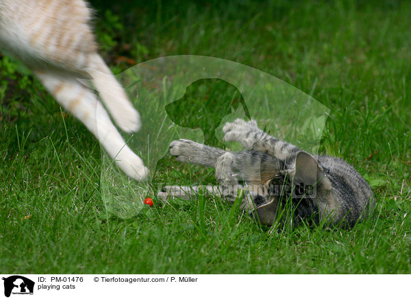 spielende Katzen / playing cats / PM-01476