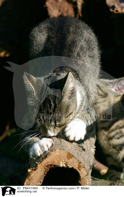 Katze beim Krallen wetzen / scratching cat / PM-01484