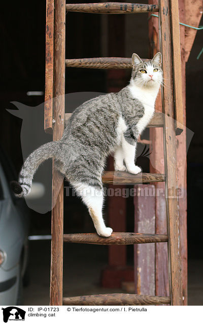 Katze auf der Leiter / climbing cat / IP-01723