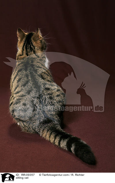 sitzende Katze / sitting cat / RR-09357