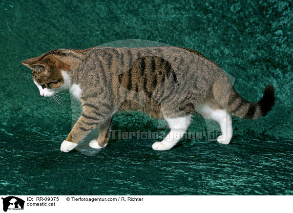 Katze / domestic cat / RR-09375
