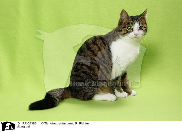 sitzende Katze / sitting cat / RR-09380