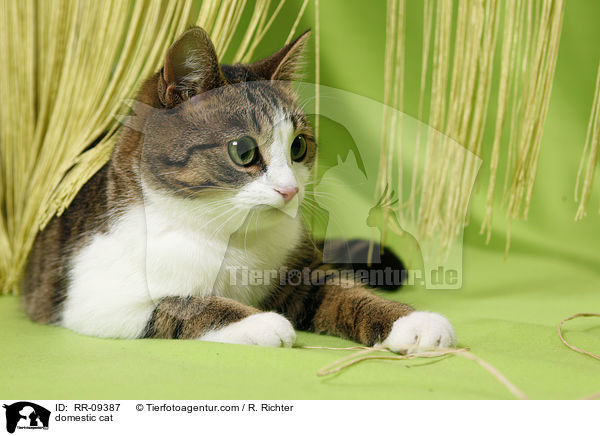Katze / domestic cat / RR-09387