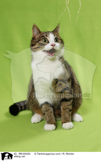 fauchende Katze / sitting cat / RR-09392